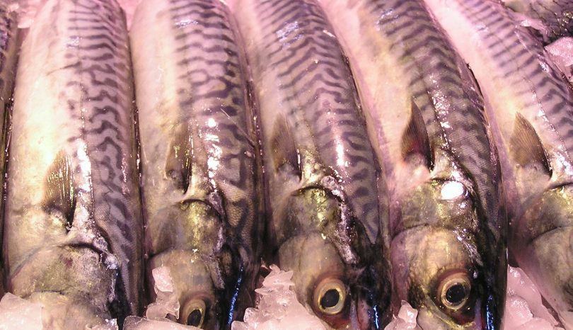 Vi går och fiskar