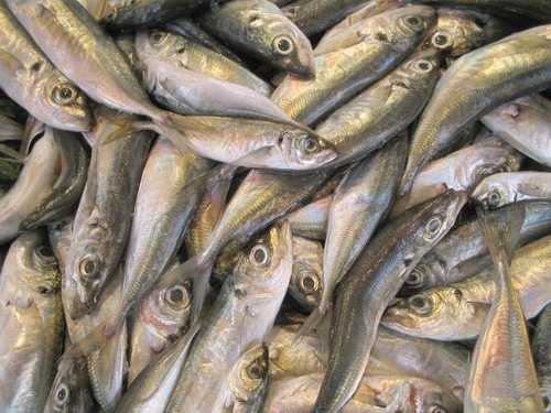 Få upp rätt fisk