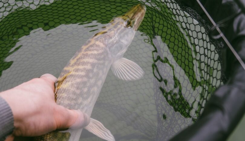 Vad händer under ytan? Så påverkas gädda och gös vid Catch and Release